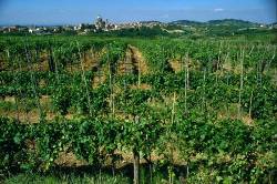Vigne sul monferrato